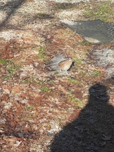 constant wildlife